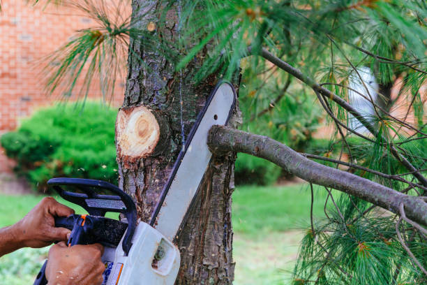 Best Emergency Tree Service  in Hutchinson, MN